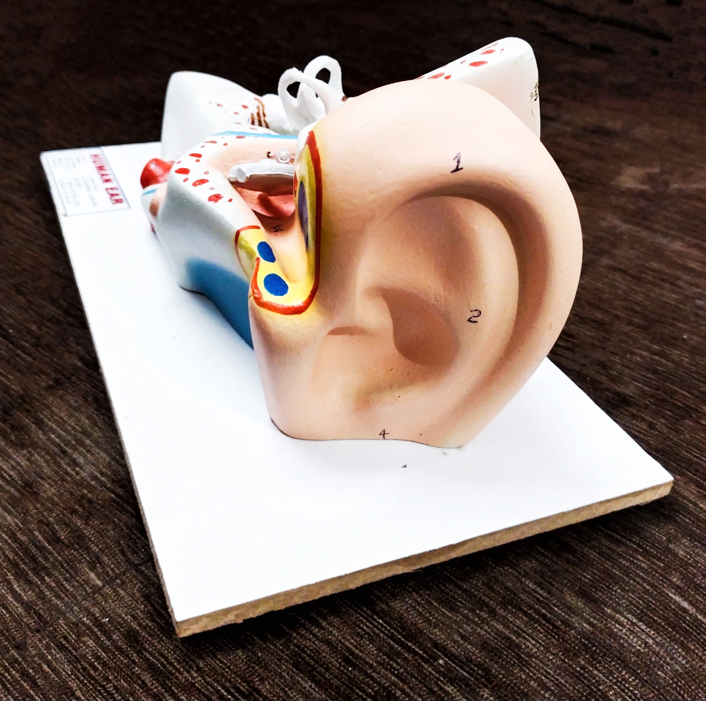 Anand traders human ear model, 3D model for educational purpose 1