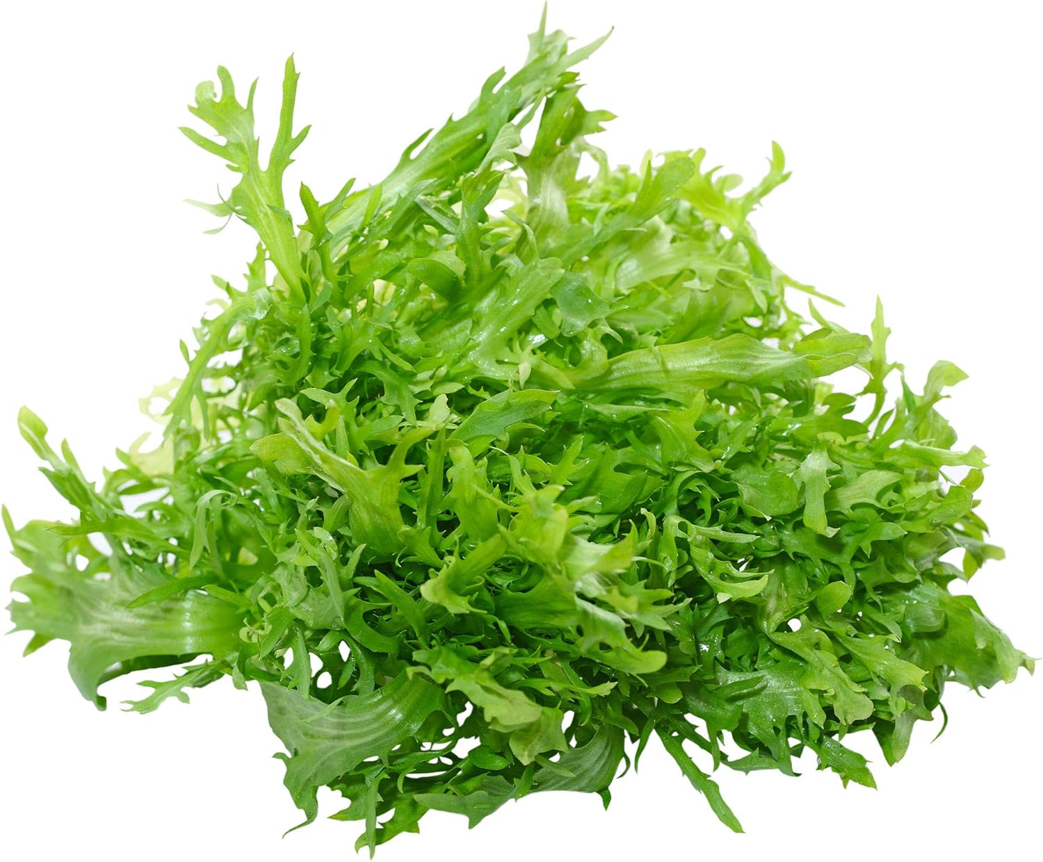 Endive Seeds - Salad King - 1 Lb ~408,000 Seeds - Cichorium endivia - Farm & Garden Vegetable Gardening & Microgreens Seed - Non-GMO, Heirloom, Open Pollinated, Annual