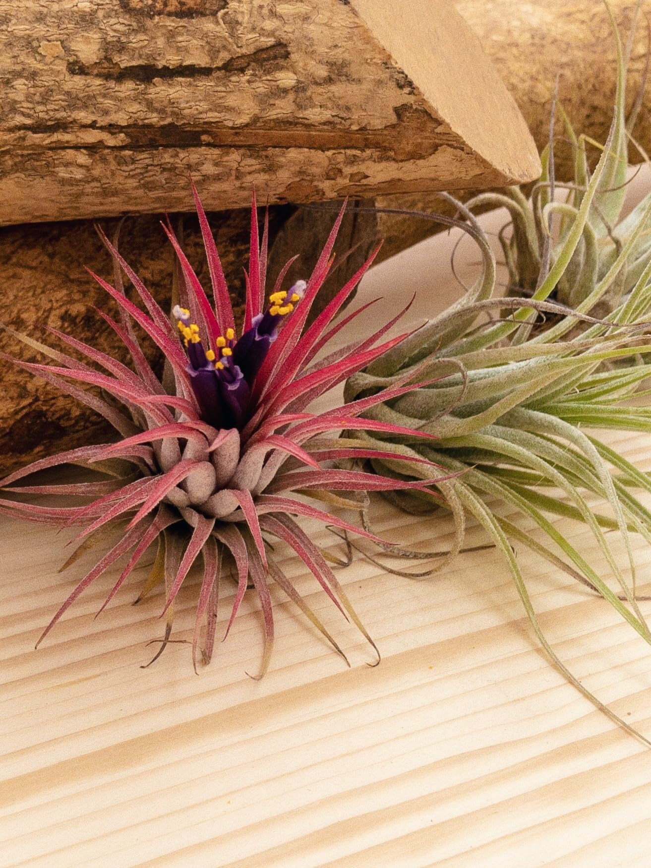PLANDAIRE Tillandsia Ionantha Rossa Pianta dell'Aria Colore Rosso