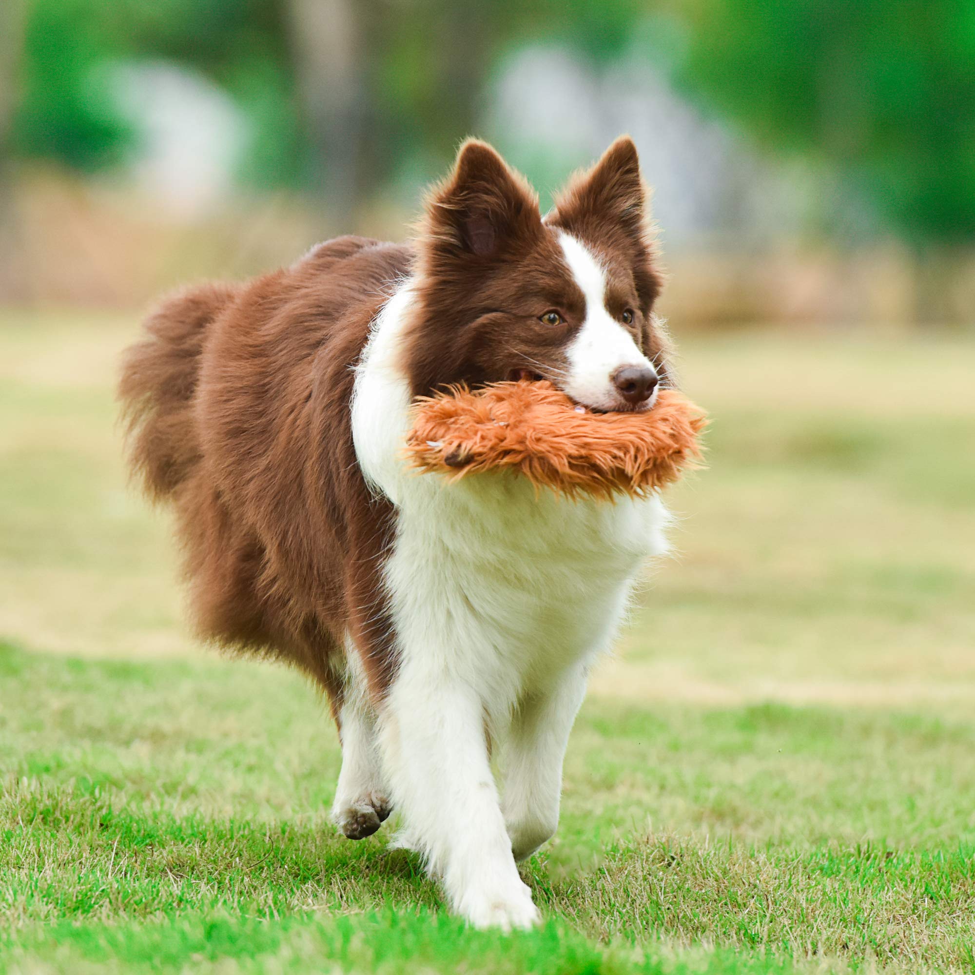 LYINBO - Pelotas de Goma para Perros