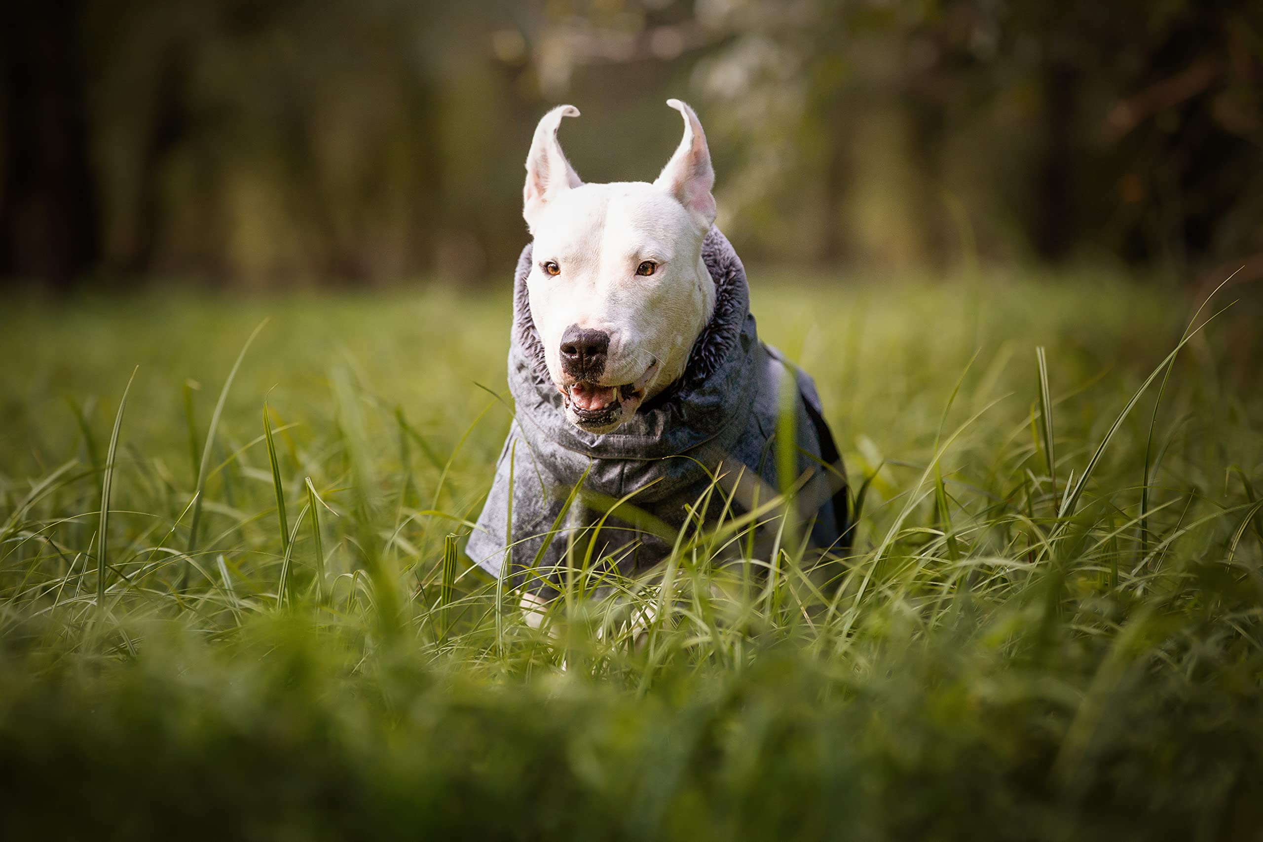 Abrigo de Senderismo para Perro Cross Impermeable para Perros, Abrigo Acolchado de Invierno, Forro termopilo, Gris Everest, Talla 50 cm - 380 g