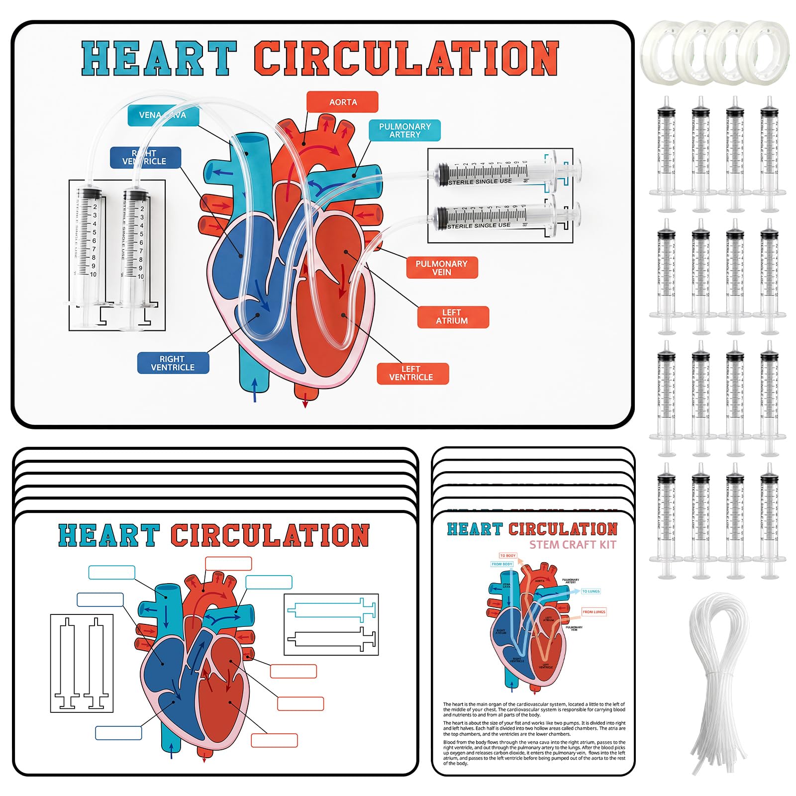 Photo 1 of Colarr Heart Circulation Learning Craft Kit - 24 Sets