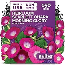 KVITER 150 Scarlett O'Hara Morning Glory Seeds for Planting (Ipomoea Nil) – Red Morning Glory Vine Seed Packets – Non GMO Heirloom Flower Seeds to Plant Outside Home Garden, Containers, Trellises