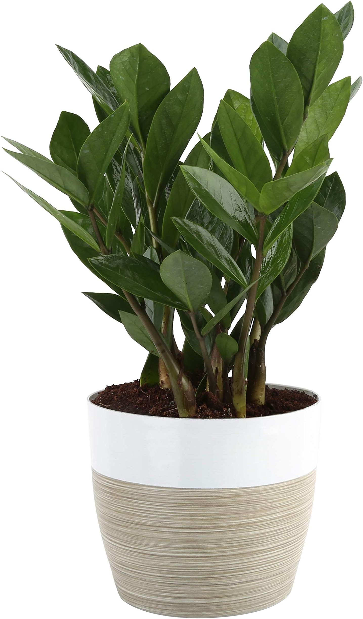 Amazon Com Costa Farms Zz Zamioculcas Zamiifolia Live Indoor Plant 12 Inch Tall Fresh From Our Farm Excellent Gift Garden Outdoor
