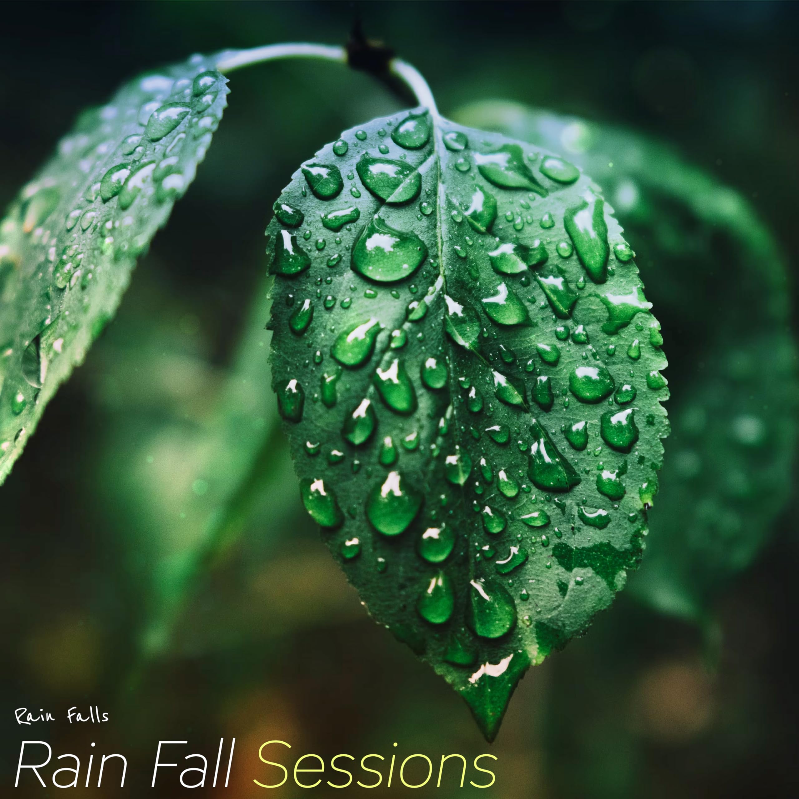 Rain Falls