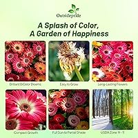 Vista 1 de Outsidepride Bicolor Mix Gerbera Seeds - 10 Pcs Perennial, Compact & Low Maintenance, Flower Seeds for Planting w/Vibrant Mixed Blooms, Ideal for