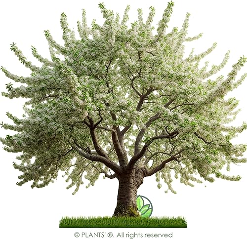 Miniatura 3 de Cerezo Negro Silvestre  Semillas Premium  Prunus serotina 'Spring'  Plants' (Premium Seeds, 30)