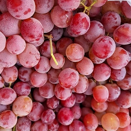 Miniatura 6 de Red Globe Grape Seeds for Making Juice and Wine Juicy and Sweet Slightly Tart Flavor Rich in Vitamins Trellises Outdoor 10Pcs Fruit Seeds by YEGAOL