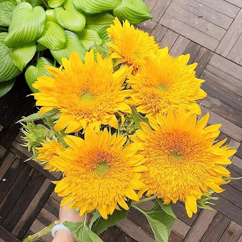 Miniatura 5 de Mezcla de semillas de girasol de reliquia de color rosa, morado, rojo, amarillo, mezcla de variedades enanas gigantes, 100 unidades