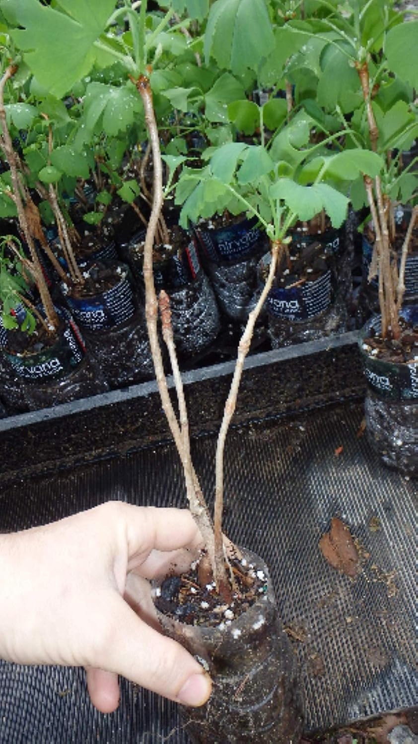 3 Ginkgo Biloba seedlings 1 y.o. Plants, Oldest Tree in The World. Split Leaf. Roots Wrapped