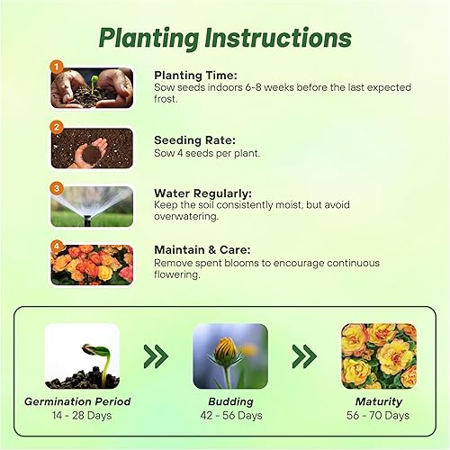 Miniatura 4 de Outsidepride 10 semillas anuales Primula común Primrose Primlet Yellow Sunrise Flower Seeds para plantar