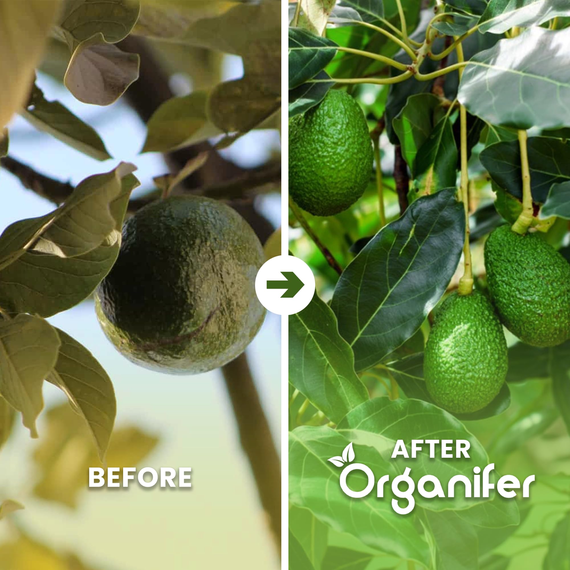 Engrais Liquide pour Avocatier, 1L, Organique, pour Arbres Robustes et Feuilles Saines