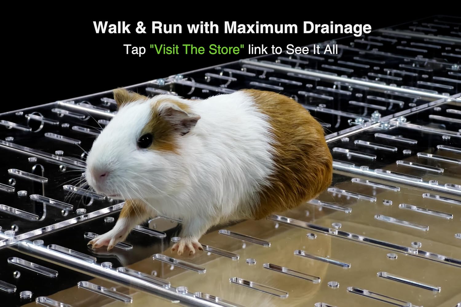 Guinea pig walking on clear perforated acrylic panels