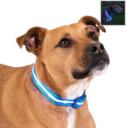 Blazin - Collar LED de seguridad para perro es recargable mediante USB tiene luz intermitente impermeable