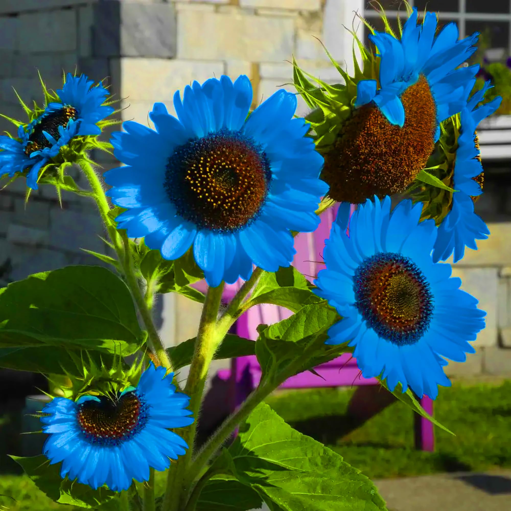 Sunflower's Garden - HUNTER×HUNTER gnjd8aism4wm2lyerltw_300x.jpg?