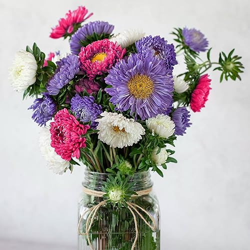 Miniatura 3 de The Old Farmer's Almanac Aster Seeds (mezcla de polvo) - Aproximadamente 360 semillas de flores - Premium sin OMG, polinizado abierto, origen
