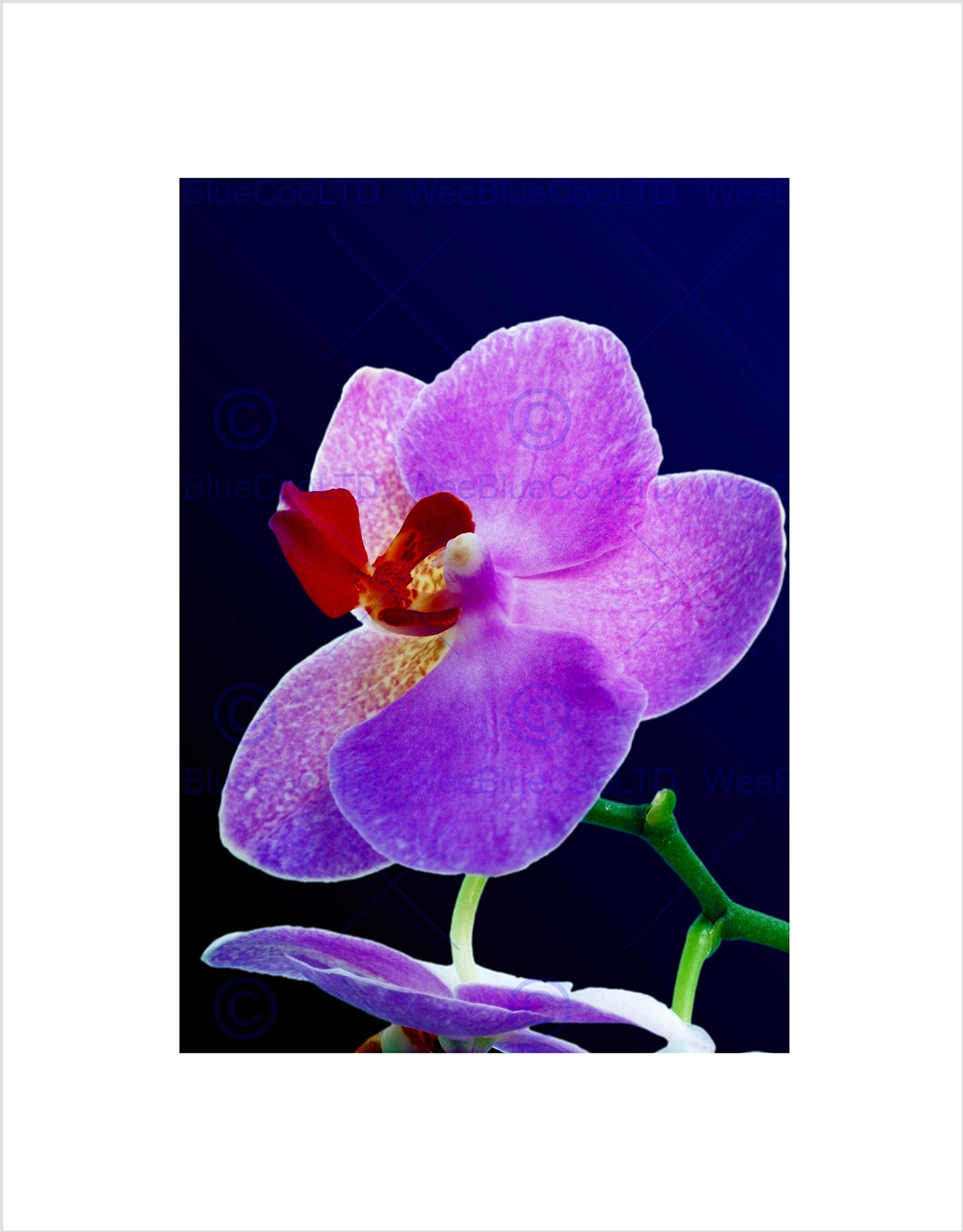 Wee Blue Coo PHALAENOPSIS MOTH ORCHID FLOWER BLOOM PURPLE BLACK FRAMED ART PRINT B12X8872