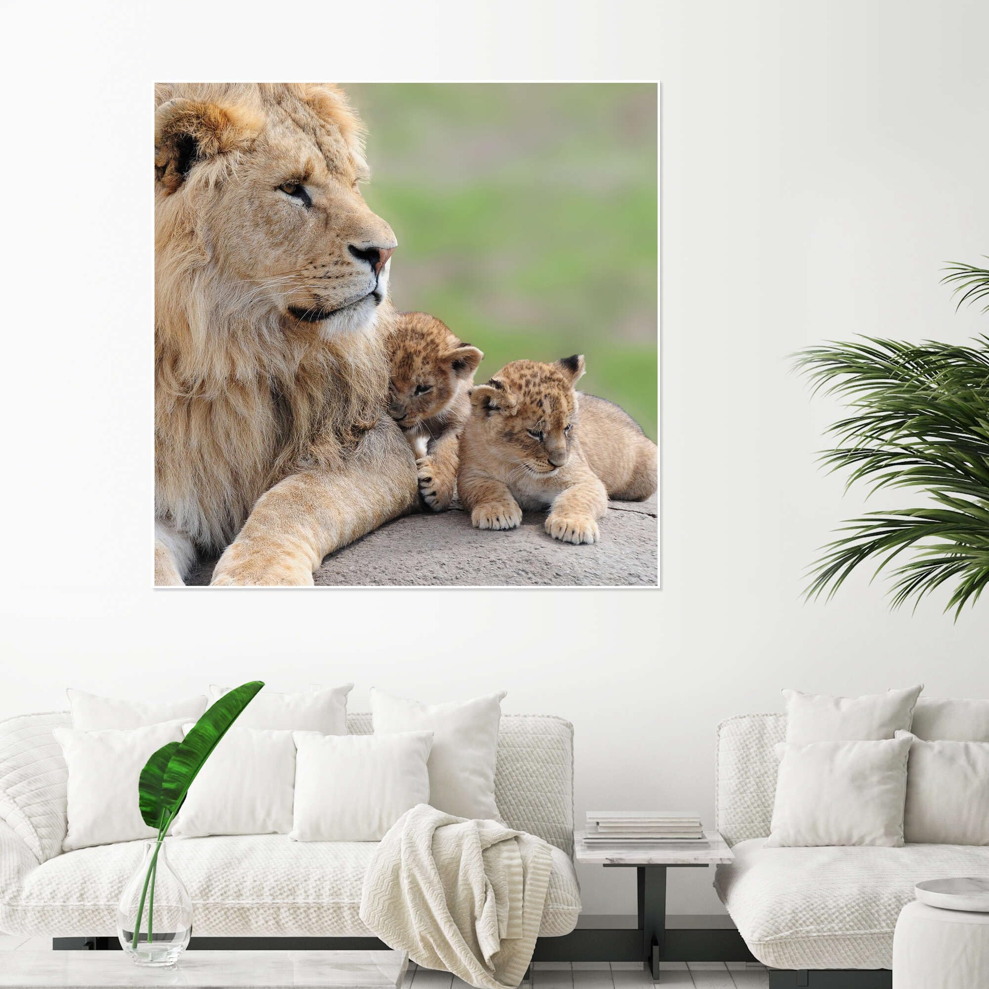 Posterlounge Leones jóvenes Póster | 100 x 100 cm Cuadros Decoración para la pared