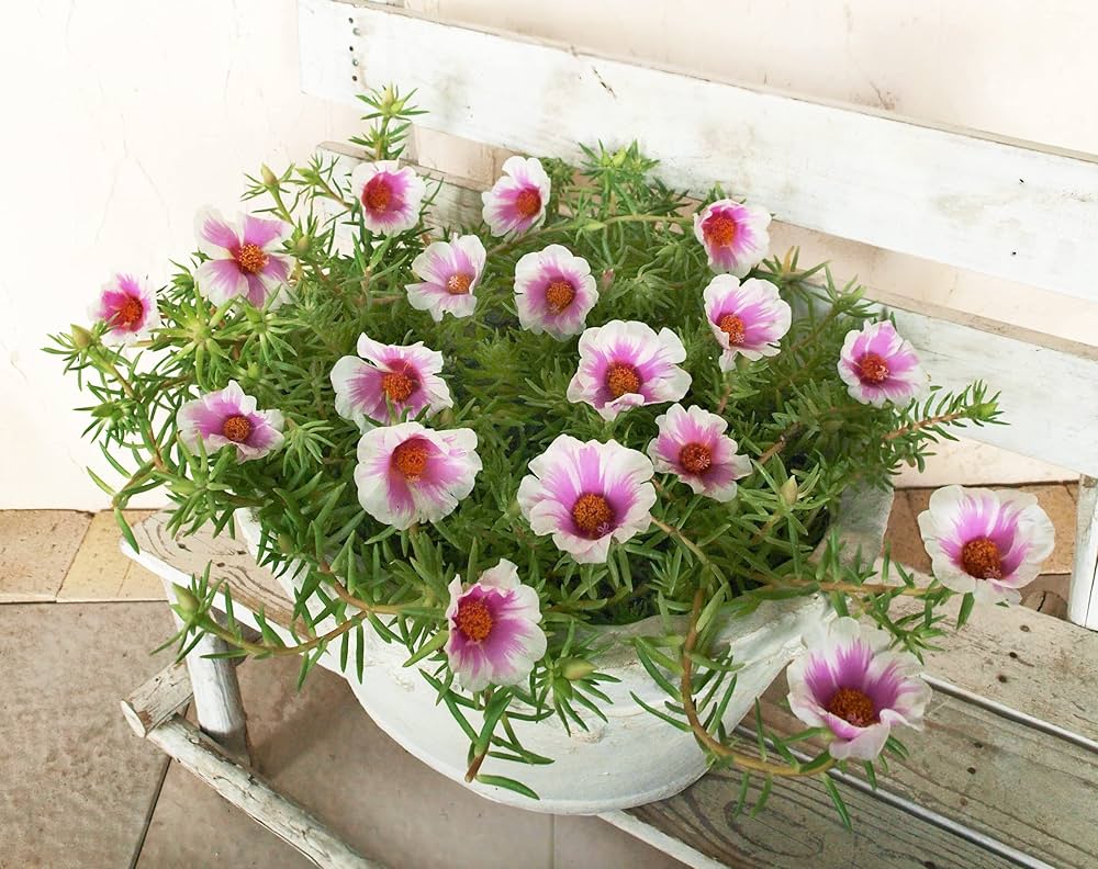 Amazon.co.jp: 2色咲き大輪マツバボタン一重 桃白 花苗 1株 : ホーム