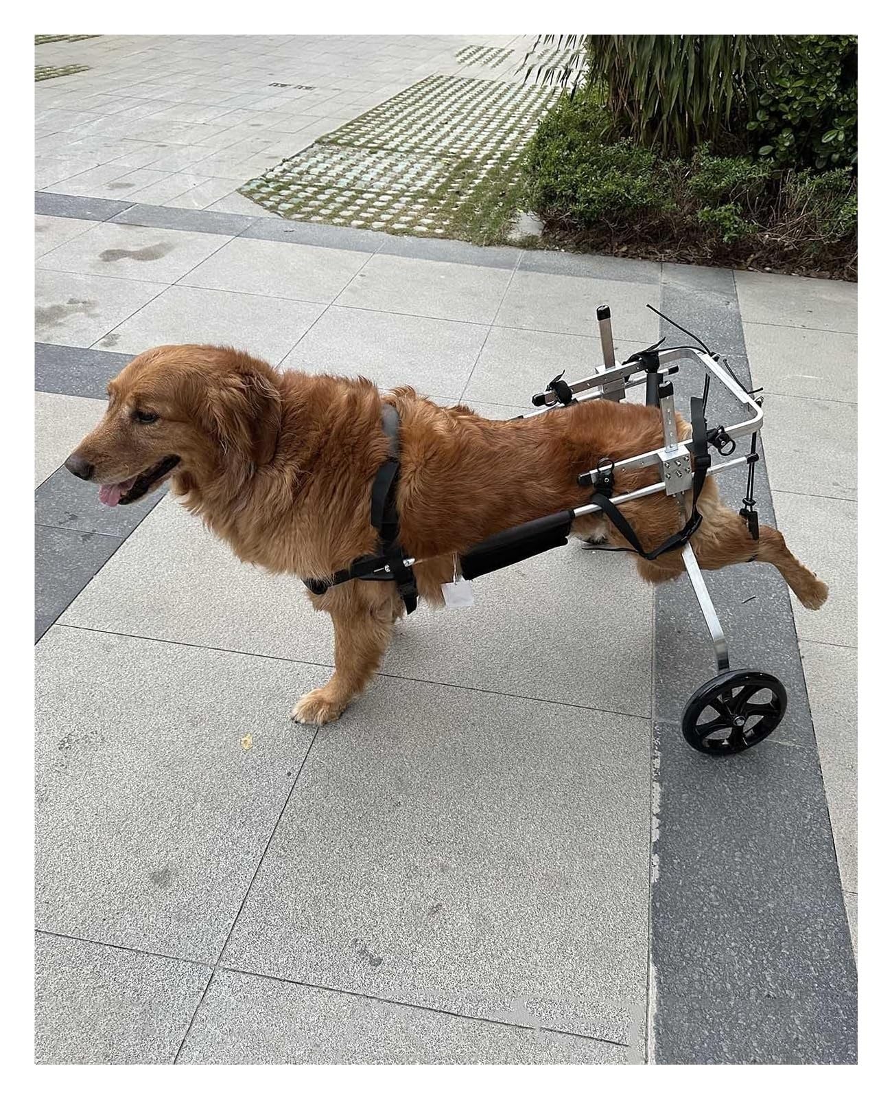 Fauteuil roulant pour chien : aide mobilité pattes arrière XXXL
