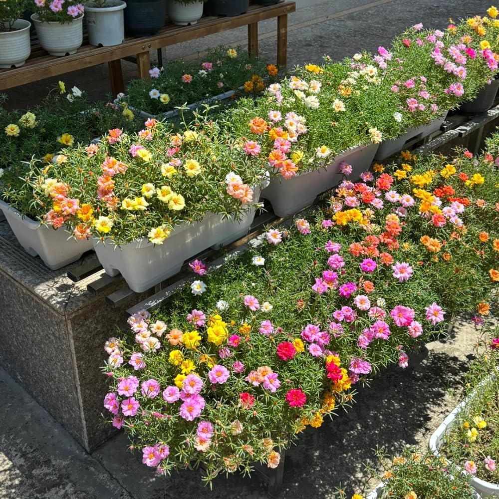 Semillas De Portulaca Trepadora, 650 Semillas, Variedades Antiguas Y Resistentes, Para Jardín, Balcón E Invernadero