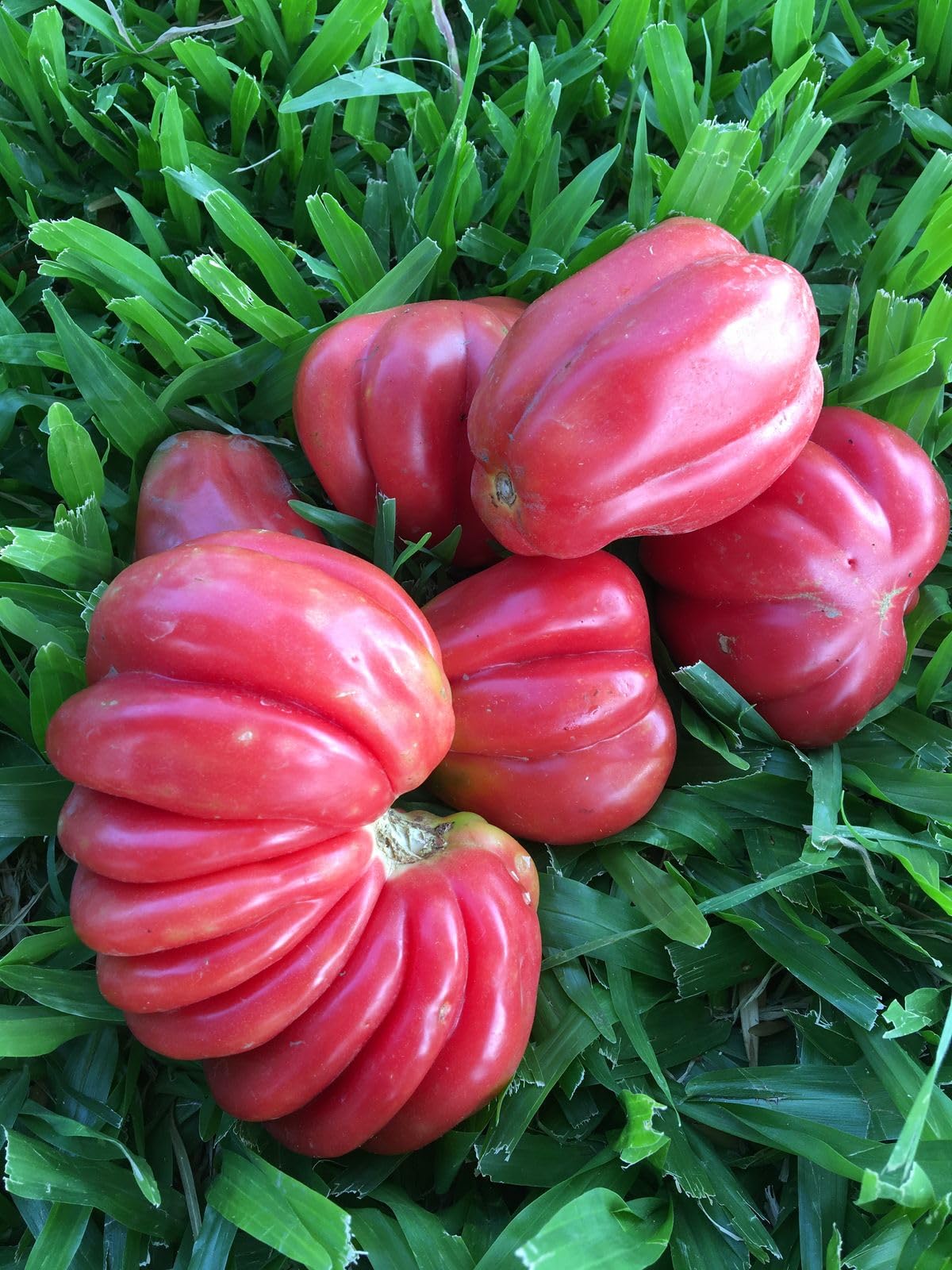Piantine di Pomodoro, 100 Unità, Varietà Rosa, Valenciano, Optima, Nero Crimea e Cuore di Bue