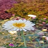 ultrahd PHOTOS
