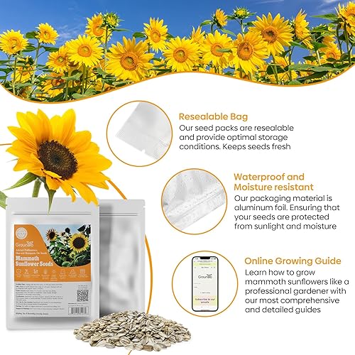 Miniatura 5 de Semillas de girasol de mamut para plantar, 1 onza, más de 200 semillas, crece flores solares gigantes altas, alta germinación, planta de flor de sol
