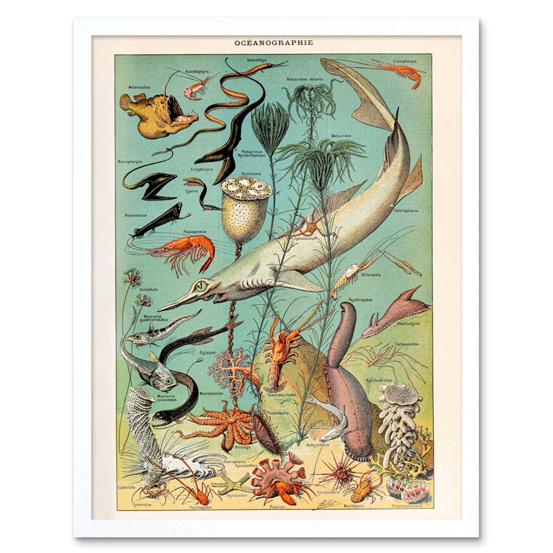 Artery8 Millot Encyclopedia Page Molluscs Shells Art Print Framed Poster Wall Decor 12x16 inch — view 176