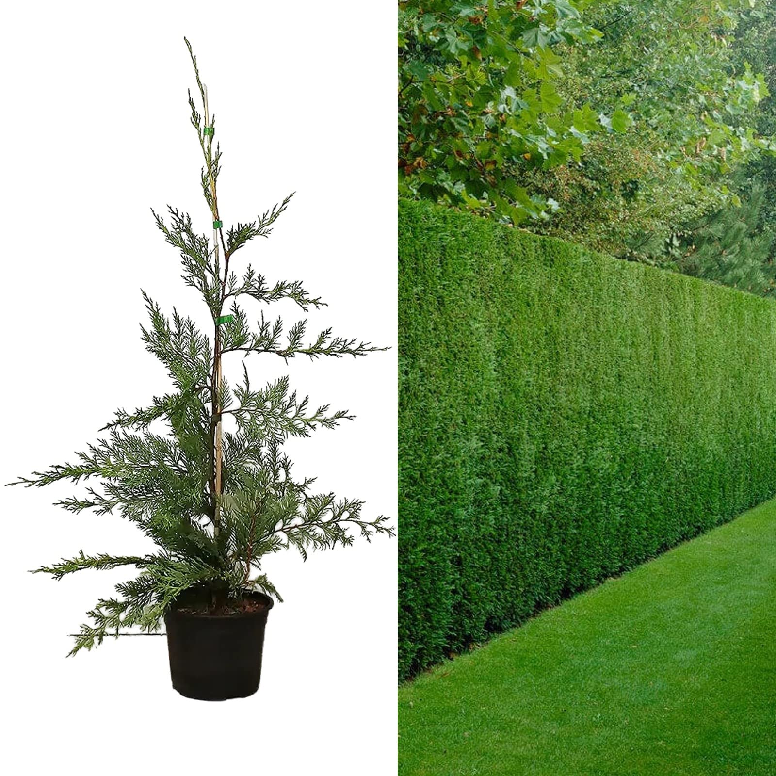 Leyland Cypress Plant 40-50cm in Height - Cupressocyparis leylandii in 9cm Pot - Green Fast Growing Privacy Hedge (10 Plants)