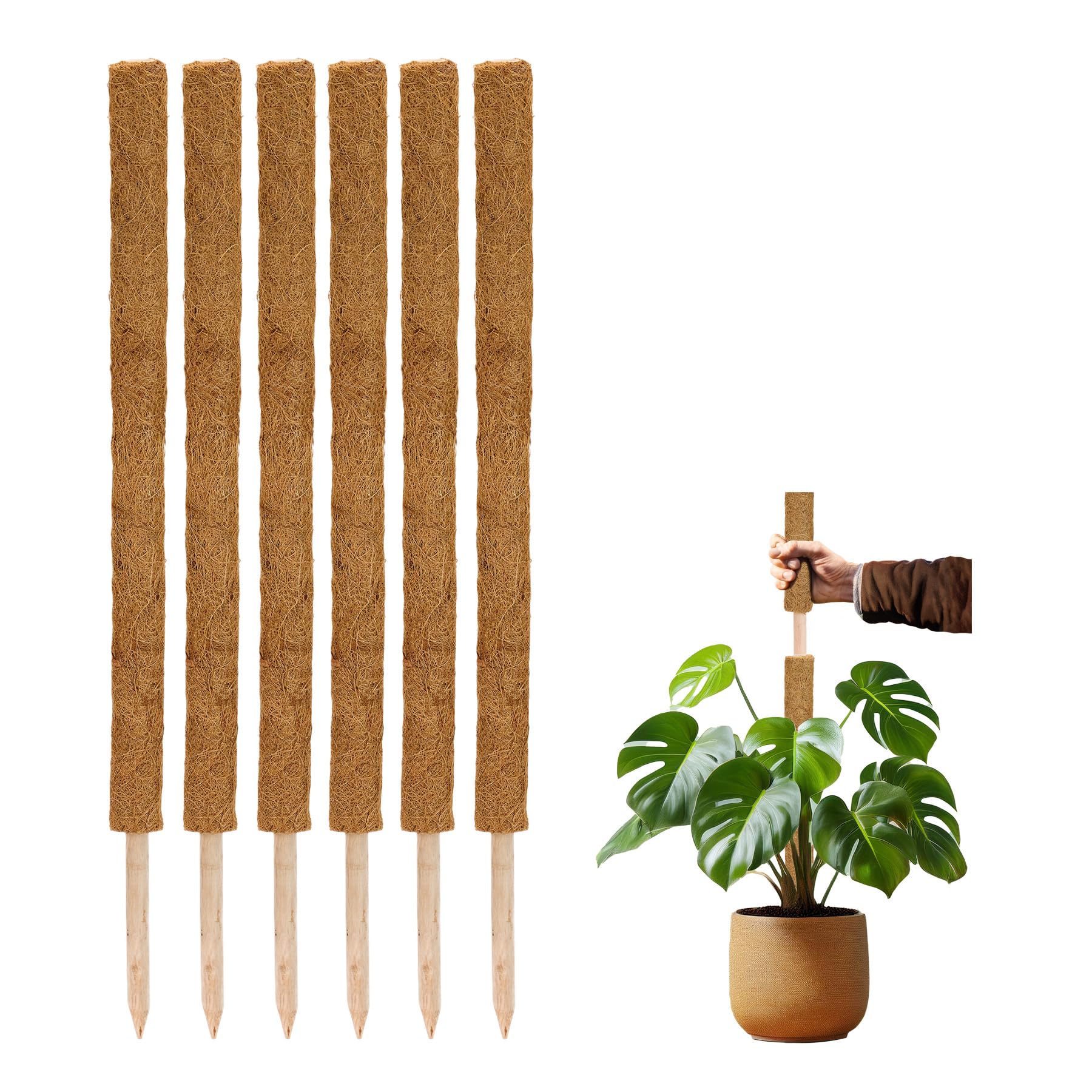 Tuteur pour Monstera extensible en fibre de coco brute lot de 6