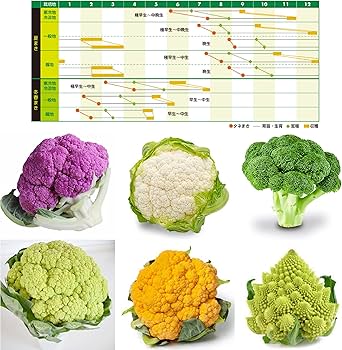 【ぐれたく様ご依頼】ブロッコリー種 カリフラワー種 全てコート種子 ぐれたく様ご依頼】ブロッコリー種 カリフラワー種 全てコート