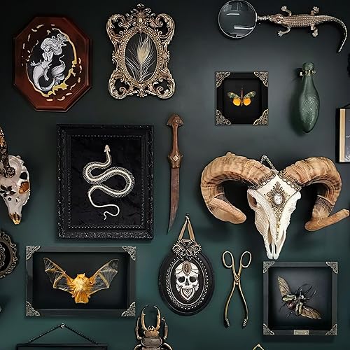 Miniatura 4 de Caja de sombra flotante 3D con marco real, mosca de linterna, insecto seco, marco de madera, exhibición de espécimen de taxidermia, rareza, insecto,