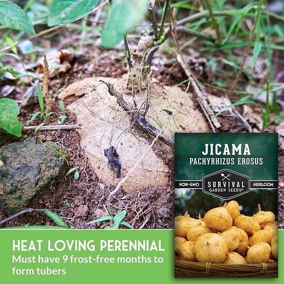 Jicama Seeds for Planting Heirloom Mexican Turnip (1 Pack)