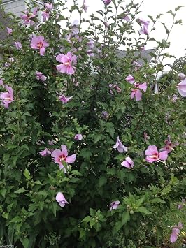 HIBISCUS,Rose of Sharon 50 Seeds (Hibiscus syriacus) -Cold Hardy, Perennial !