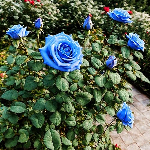 Miniatura 4 de 100 piezas de rosas azules y rosadas raras para plantas trepadoras, balcón, jardín, flores de reliquia, decoración de patio