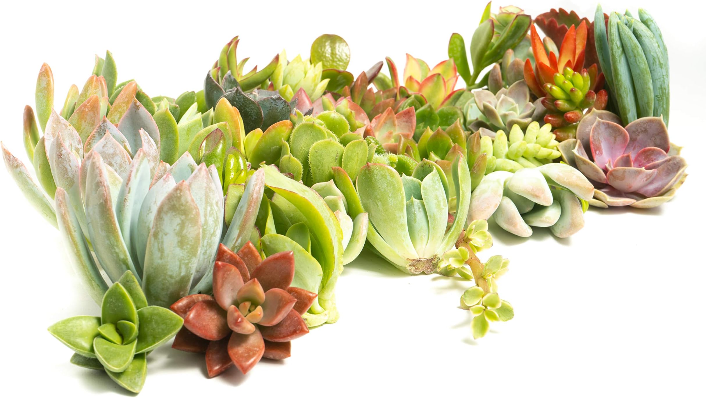 Succulent Cutting Assorted Pack (75 Count): Brighten Up Your Garden with A Variety of Colorful Succulent Plants, No Two Cuttings are Alike by Jiimz (75)