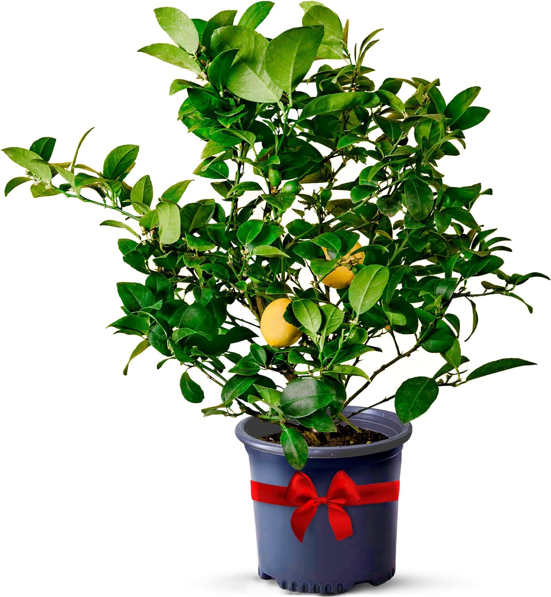 Meyer Lemon Tree Live Plant 13-22" Tall, 1 Gallon Pot by Via Citrus