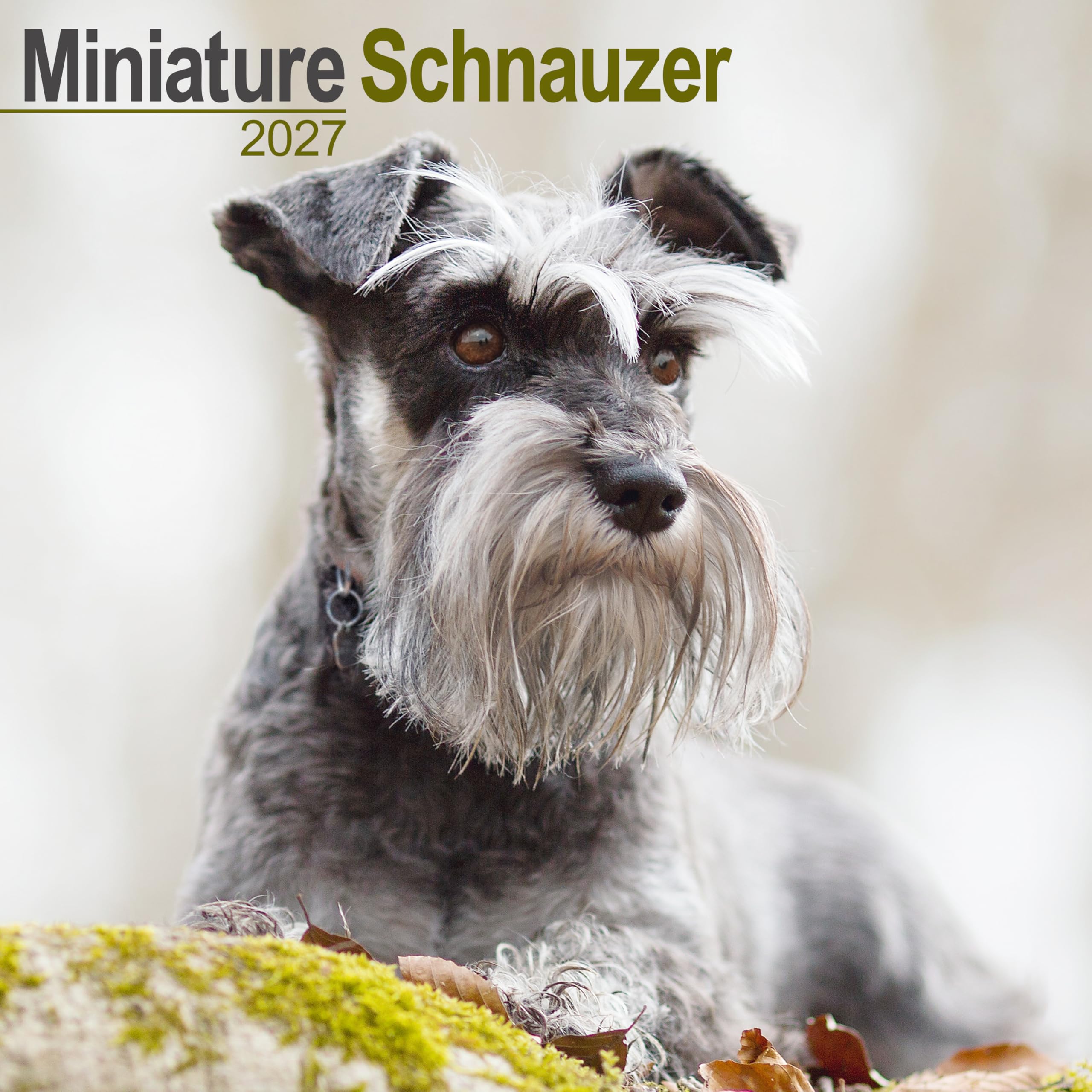 Schnauzer Miniature 2027 Calendar | Square Wall Calendar | Dog Breed Gift | Plastic Free Packaging | by Avonside Publishing