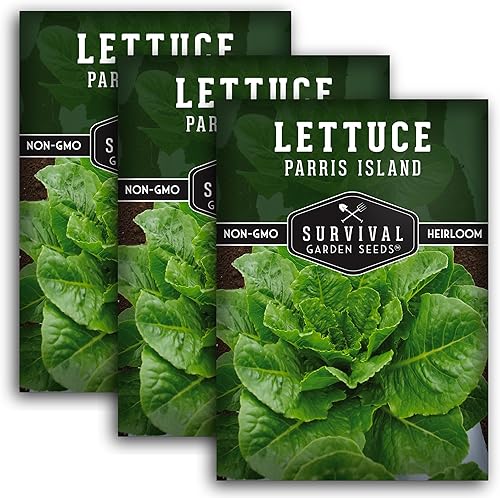 Paquete de 3 semillas de lechuga Parris Island Cos para plantar, paquete con instrucciones para cultivar lechuga estilo romana en tu huerto casero, Paquete de 3 semillas de lechuga Parris Island Cos para plantar, paquete con instrucciones para cultivar lechuga estilo romana en tu huerto casero,