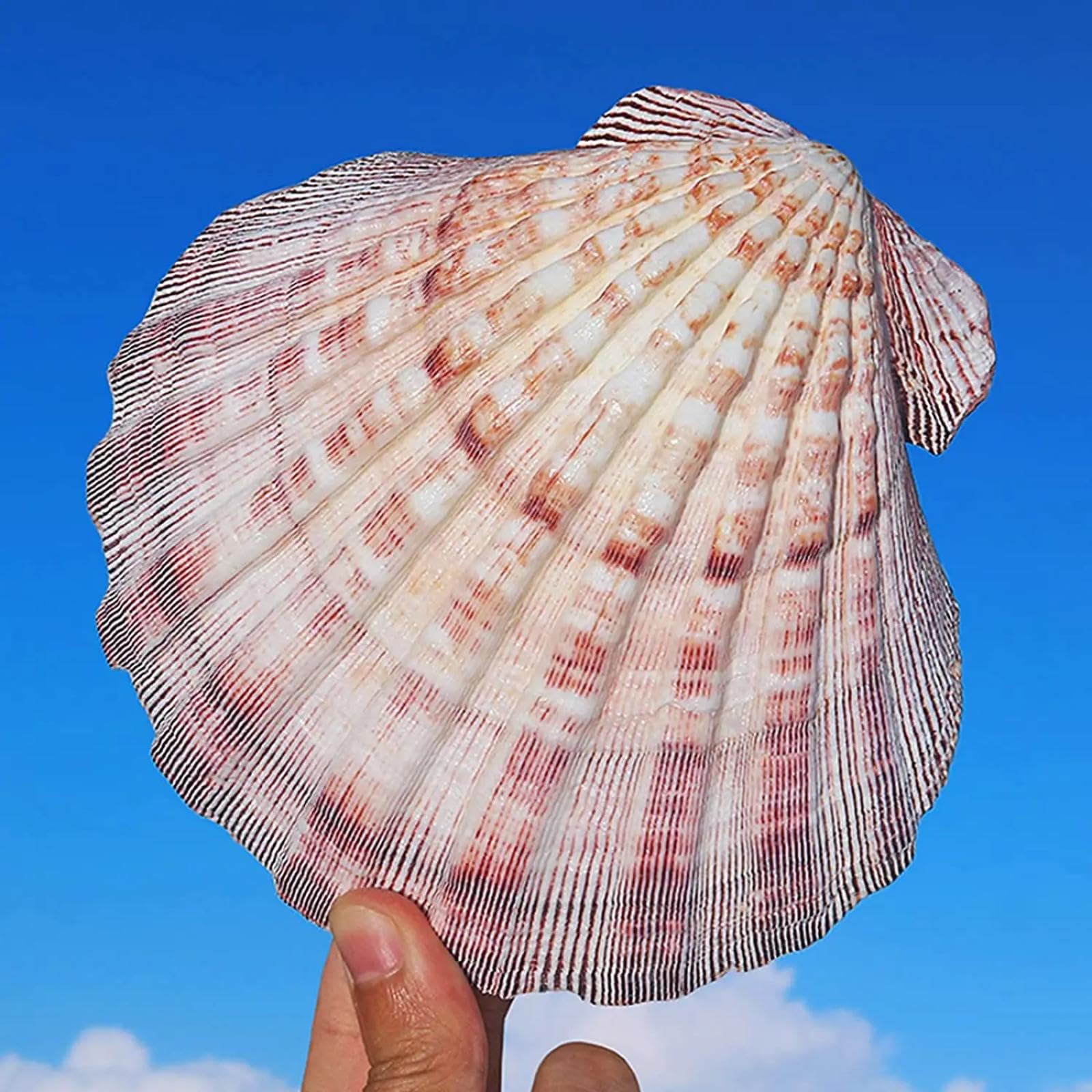Conchiglie per decorazione, 1 pezzo, 12 cm-15 cm, conchiglie naturali da spiaggia per artigianato, pittura, spiaggia, decorazione di nozze