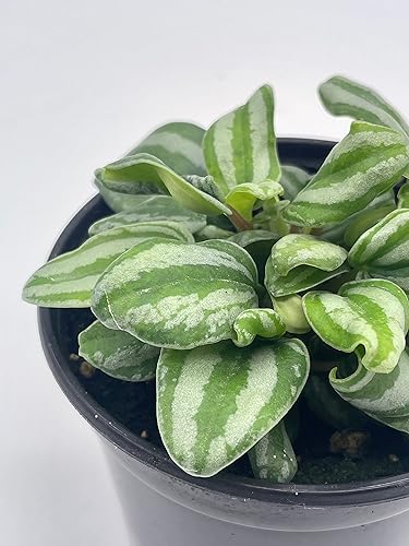 Miniatura 5 de BubbleBlooms Peperomia Mini Sandía, 4 pulgadas de diámetro
