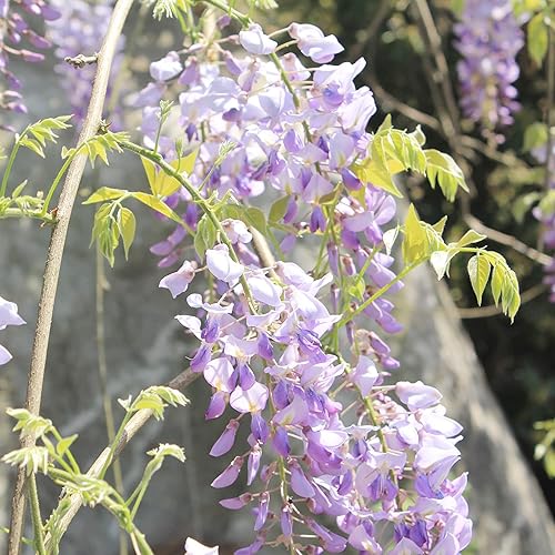 Miniatura 2 de YEGAOL Garden - Semillas de glicina sinensis fragante trepador caducifolio atrae mariposas, ciervos, resistentes a la sequía, pérgolas, vallas para