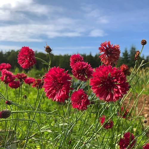Miniatura 2 de Semillas de botón de soltero rojo alto para plantar, más de 200 semillas por paquete, semillas de jardín de Isla (semillas de jardín de Isla),