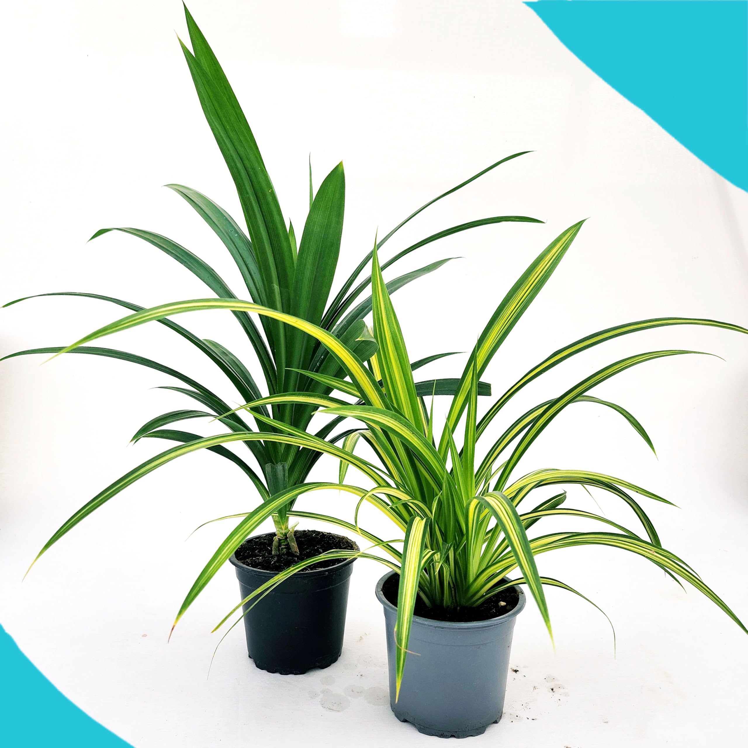 POWERS TO FLOWERS - PANDANUS AMARYLLIFOLIUS VERDE E VARIEGATO, 2 PIANTE, VASO 12CM DIAMETRO, pianta vera