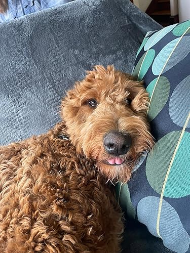 Miniatura 2 de Mascotas, bálsamo para patas de perro, patas agrietadas para nariz seca, puntos calientes, orejas con picazón, Ora's Amazing Herbal 4 onzas