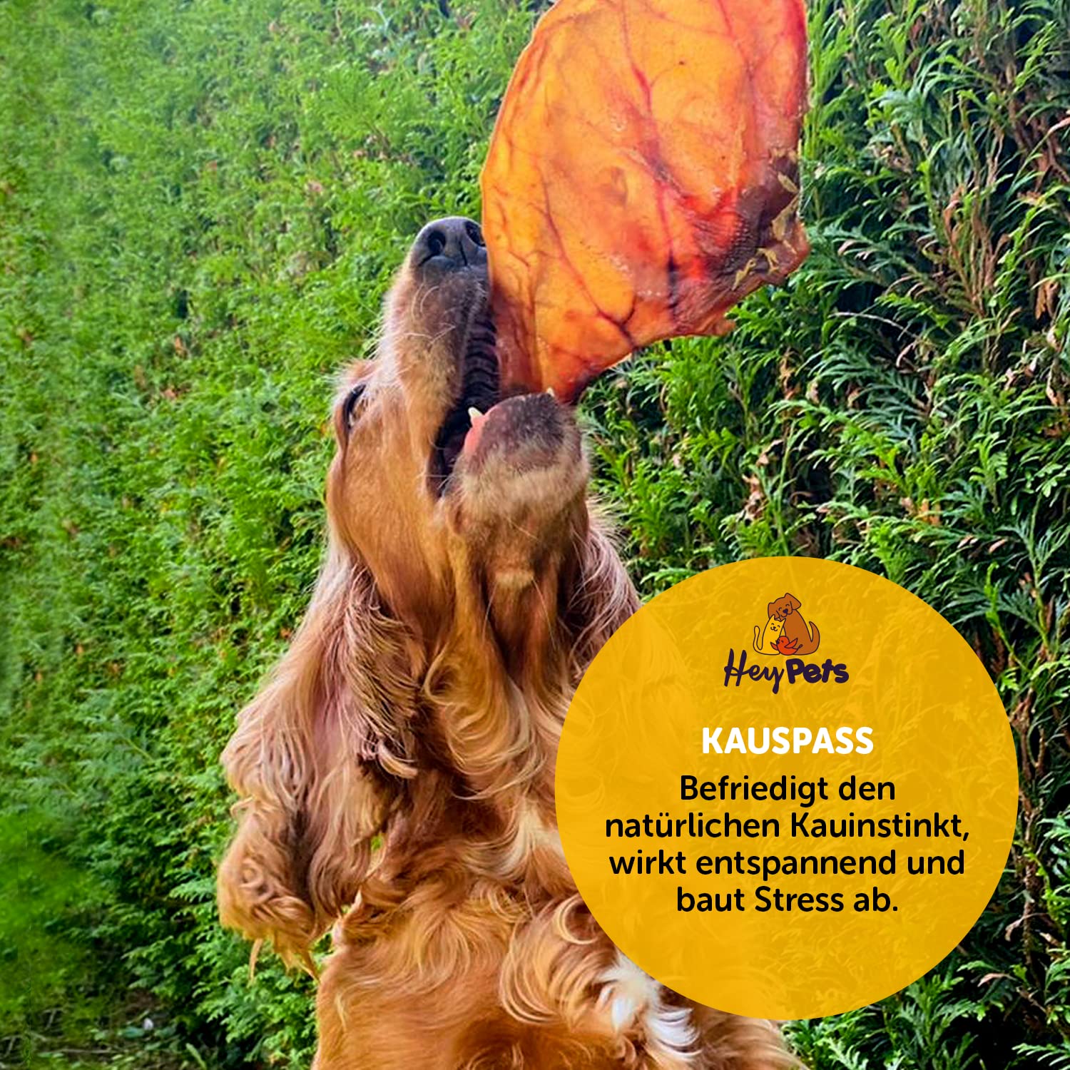 świńskie uszy dla psów i szczeniąt, najlepsze przysmaki dla psów, idealne do czyszczenia zębów, w 100% naturalne, bezzbożowe, gryzaki (worek 10 sztuk)