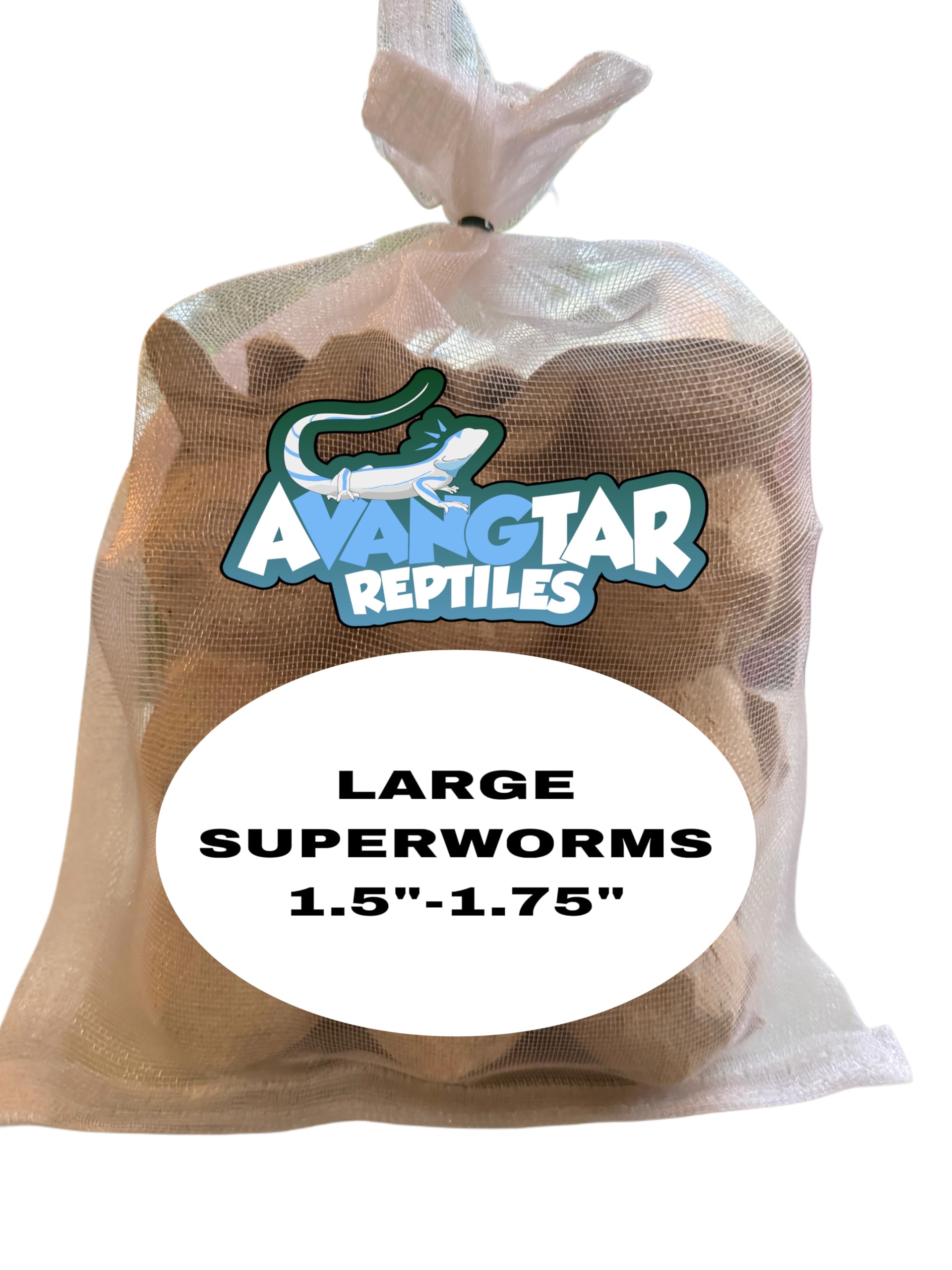 200 Large Superworms - Premium Feeder Insects with 2-Day Shipping - Fresh Reptile Food for Bearded Dragons, Chameleons