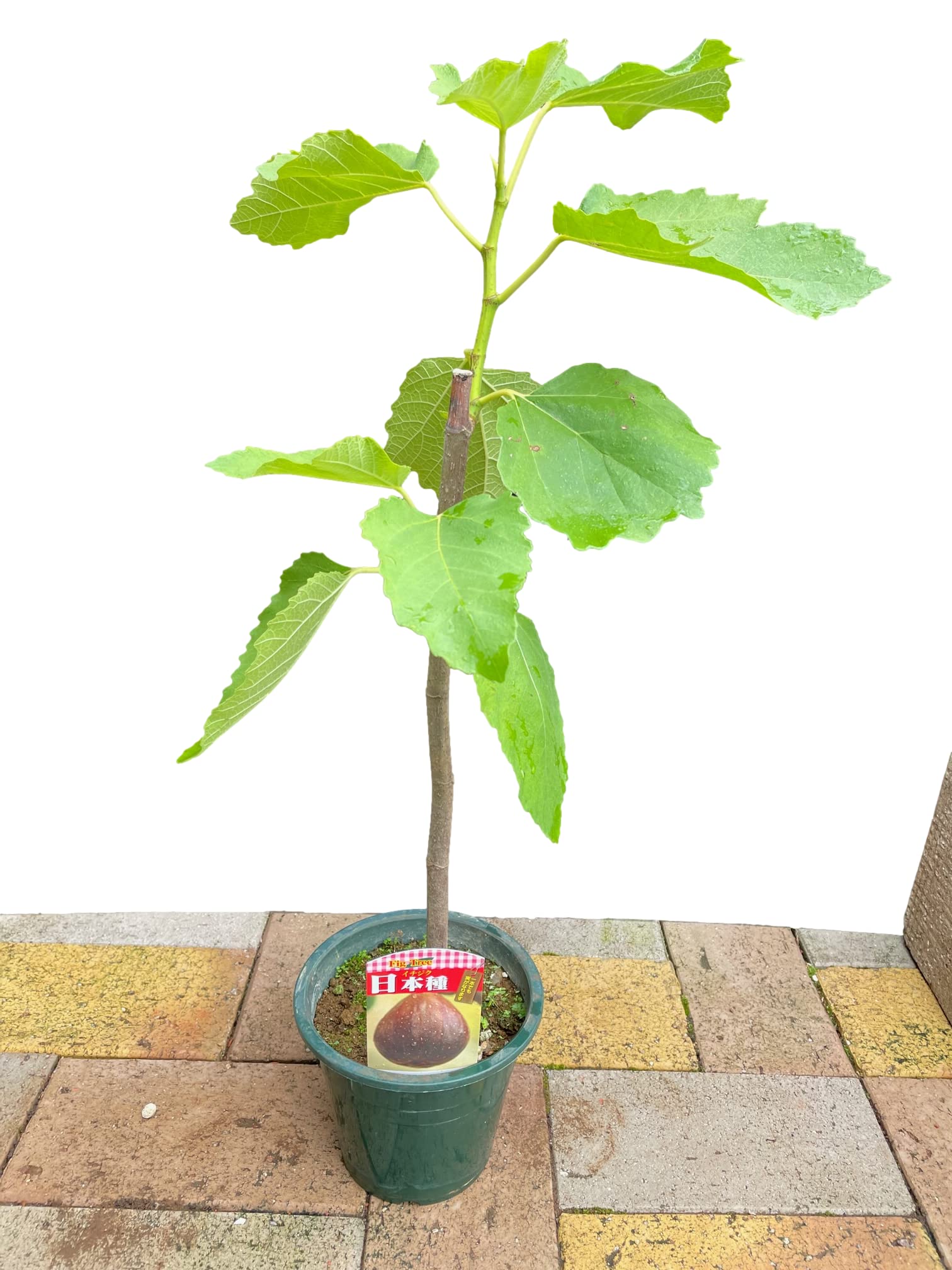 Amazon.co.jp: 【イチジク「日本種」5号1個】ficus carica fig