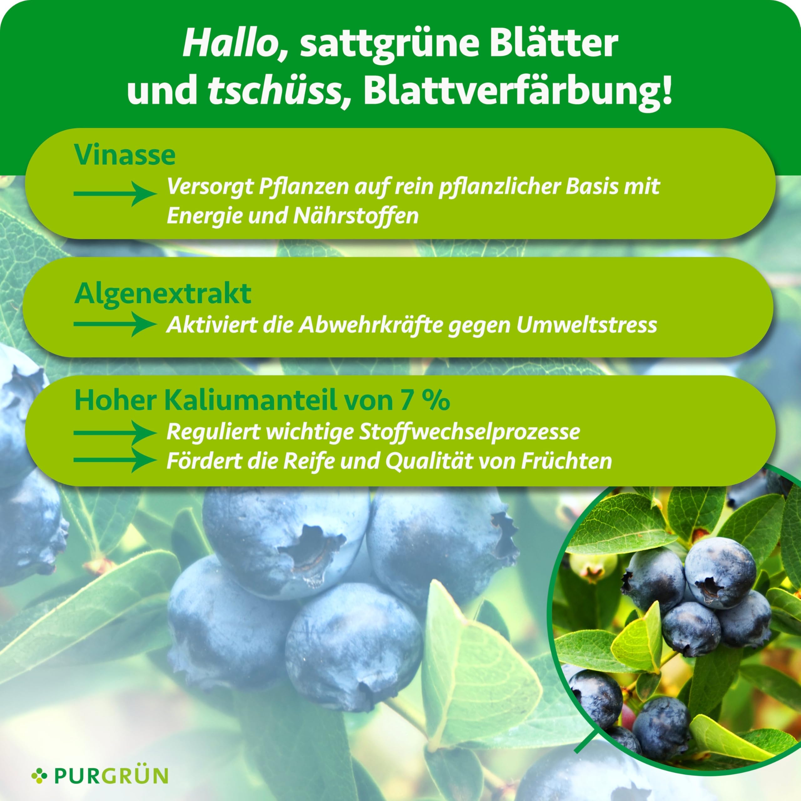 Bio-Heidelbeerdünger 1 Liter – Organische Rezeptur – Premium-Flüssigdünger – NPK 4+1+7 – Mit Algenextrakt & Vinasse – Kalium für aromatische Heidelbeeren – Ohne tierische Inhaltsstoffe